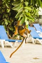 Monkey and young climbing down a tree