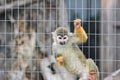 Monkey in zoo Royalty Free Stock Photo