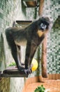 Monkey in zoo berlin Royalty Free Stock Photo