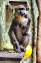 Monkey in zoo berlin Royalty Free Stock Photo