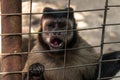 Monkey in a zoo. Royalty Free Stock Photo