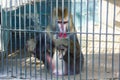 The monkey in the zoo, monkey in the cage Royalty Free Stock Photo