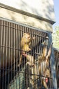 The monkey in the zoo, monkey in the cage Royalty Free Stock Photo