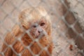 Monkey in zoo cage with sad expression