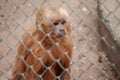 Monkey in zoo cage with sad expression