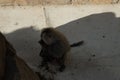 Monkey Zoo Enclosure Animal A monkey is sitting in a zoo enclosure. Royalty Free Stock Photo