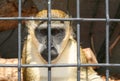 Monkey in zoo or laboratory Royalty Free Stock Photo