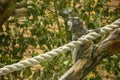 Monkey in a zoo. Primates are as human-like as possible and have unique intelligence. Mammals are significantly