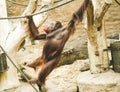 A jumping monkey in the zoo.