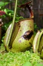 Monkeycup plant (Gen; Nepenthes) Royalty Free Stock Photo