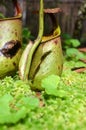 Monkeycup plant (Gen; Nepenthes) Royalty Free Stock Photo