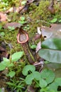 Monkeycup plant Gen; Nepenthes Royalty Free Stock Photo