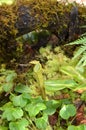 Monkeycup plant Gen; Nepenthes Royalty Free Stock Photo