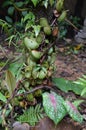 Monkeycup plant Gen; Nepenthes Royalty Free Stock Photo