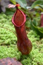 Monkeycup plant (Gen; Nepenthes) Royalty Free Stock Photo