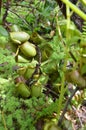 Monkeycup plant (Gen; Nepenthes) Royalty Free Stock Photo