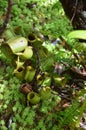 Monkeycup plant (Gen; Nepenthes) Royalty Free Stock Photo