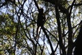 A brown monkey hidden between tree branches. South Africa.