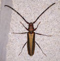 Monkeypod Roundheaded Borer Xystrocera Globosa Beetle