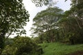 A Monkeypod Tree in a rainforest in the Lihue-Koloa Forest Reserve on the island of Kauai Royalty Free Stock Photo