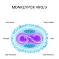 Monkeypox virus. Anatomy of Orthopoxvirus virus. Structure of Virion