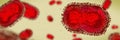 Monkeypox virus, one of the human orthopoxviruses, background banner format