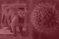 Monkeypox virus. Red background. Outbreak concept. Virus transmitted to humans from animals. Monkeys may harbor the