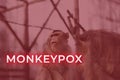 Monkeypox virus. Red background. Outbreak concept. Virus transmitted to humans from animals. Monkeys may harbor the