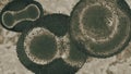 Monkeypox viruses, close-up, infectious zoonotic disease