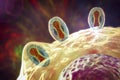 Monkeypox viruses infecting a human cell, 3D illustration