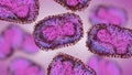 Monkeypox viruses, microscopic pathogen closeup, infectious zoonotic disease 3d microbiology render