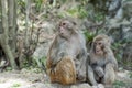 Monkeys Royalty Free Stock Photo