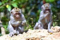 Monkeys Royalty Free Stock Photo