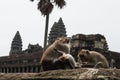 Monkeys at Angkor Wat in Cambodia`s Siem Reap Region