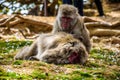 Monkeys on the Arashiama hill in Kyoto, Japan Royalty Free Stock Photo