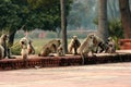 Monkeys around Agra Palace