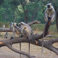 monkeys as called langoors in local language Royalty Free Stock Photo