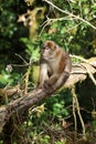 Monkeys of Asia Royalty Free Stock Photo