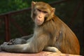 Monkeys of Asia Royalty Free Stock Photo