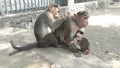 Monkeys with baby