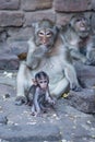 Monkeys, baby monkey and mother monkey sitting and eating someth