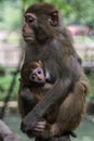 Monkeys: baby and mother