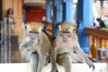 Monkeys at Batu Caves hindu temple. Gombak, Selangor. Malaysia Royalty Free Stock Photo