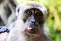 Monkeys at Batu Caves Royalty Free Stock Photo