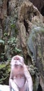 Monkeys Batu Caves Malaysia Royalty Free Stock Photo