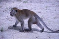 Monkeys at the beach in Langkawi