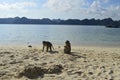 Monkeys on a beach Royalty Free Stock Photo