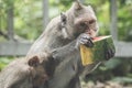 Monkeys on The Big Mountain, Vung Tau city, Vietnam Royalty Free Stock Photo