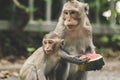 Monkeys on The Big Mountain, Vung Tau city, Vietnam Royalty Free Stock Photo