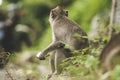 Monkeys on The Big Mountain, Vung Tau city, Vietnam Royalty Free Stock Photo